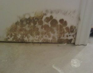 Drywall with patches of visible mold