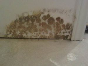 Visible mould on drywall from a basement leak