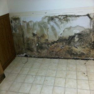 Moldy drywall behind wainscotting