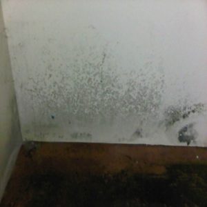 Black mold on drywall